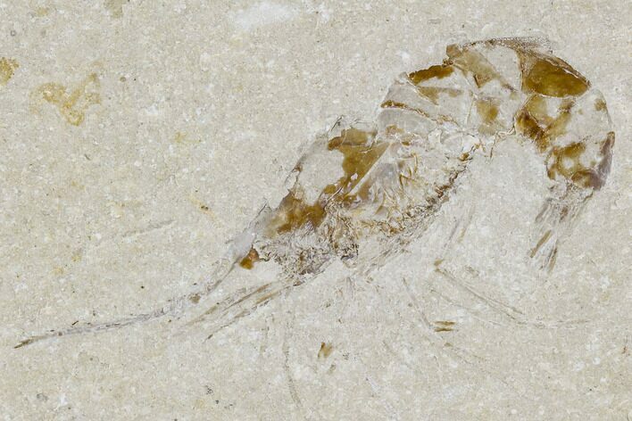 Cretaceous Fossil Shrimp - Lebanon #107452